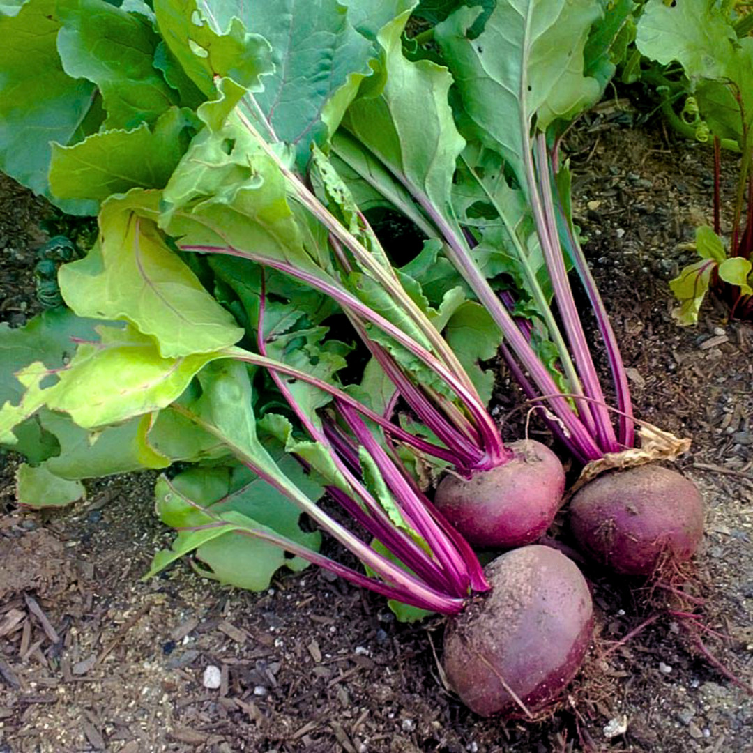 Fresh Detroit Dark Red Beet Seeds | Heirloom Non-GMO | Fresh Vegetable Seeds