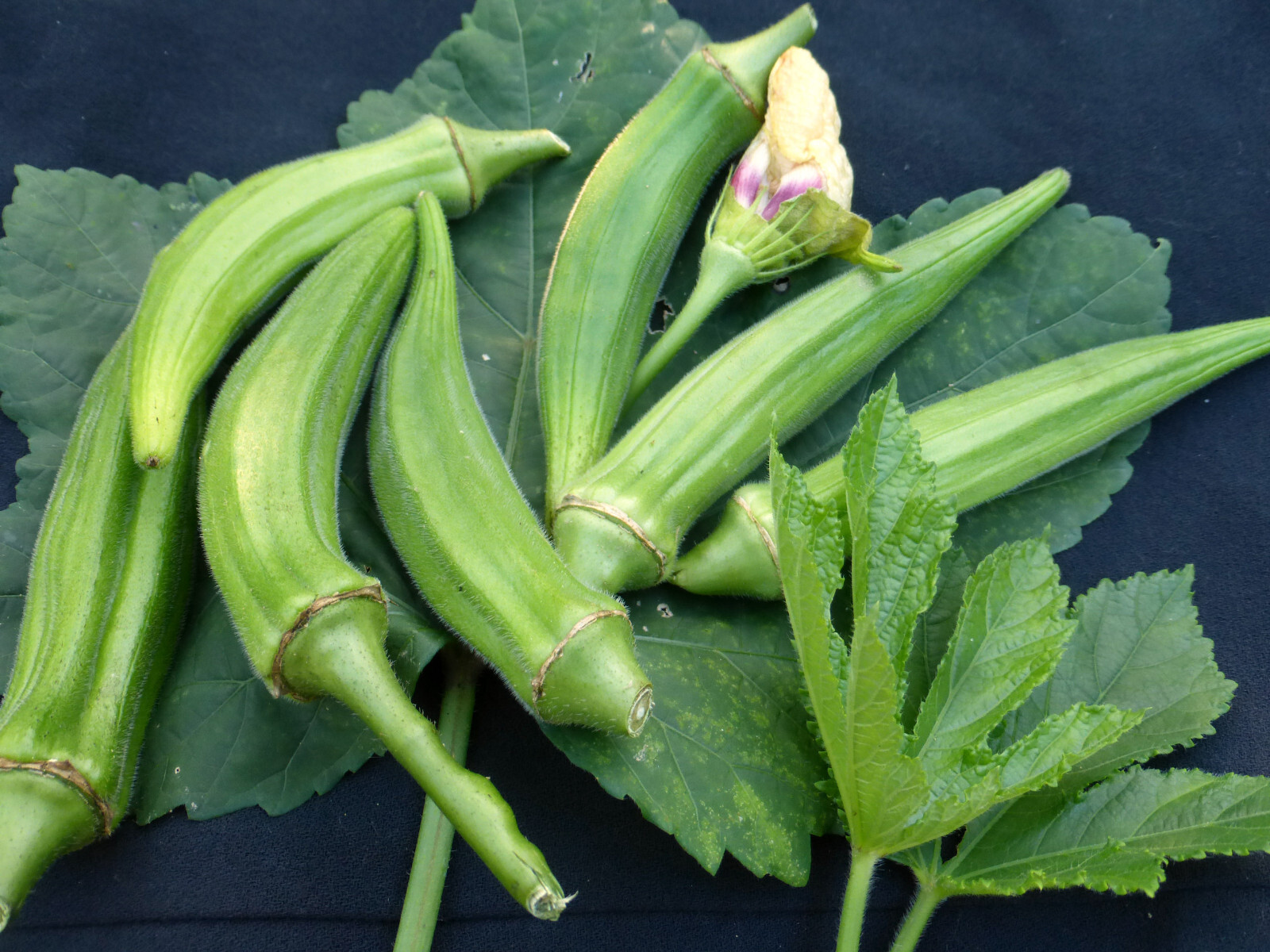 30 CLEMSON SPINLESS OKRA SEEDS. FRESH HARVEST FOR GARDENS US SELLER