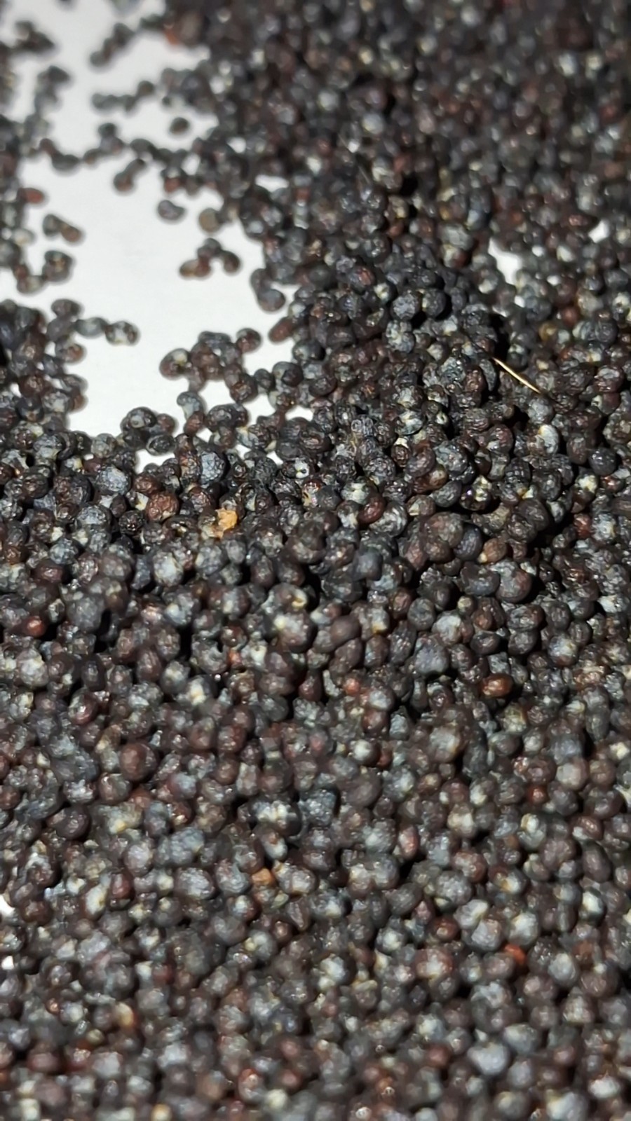 2500+ GIANT poppy seeds RARE STRATIFIED somniferum seeds BLOOMS DECORATIVE PODS