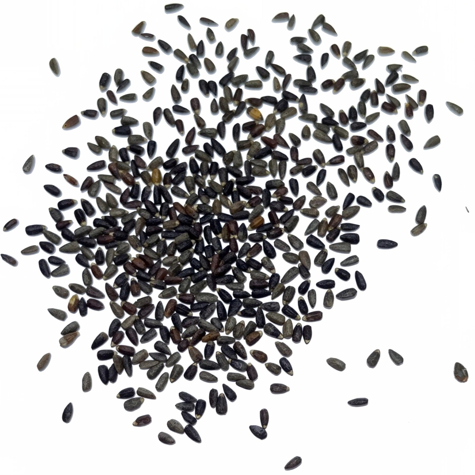Blue Hyssop Seeds to Plant Heirloom Non-GMO Herbs 2 Packs