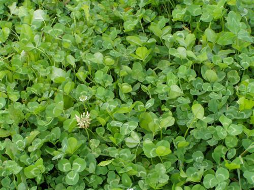 5 Lbs Hunter’s Pride White LADINO CLOVER SEED For Deer Food Plot & Bees Chickens