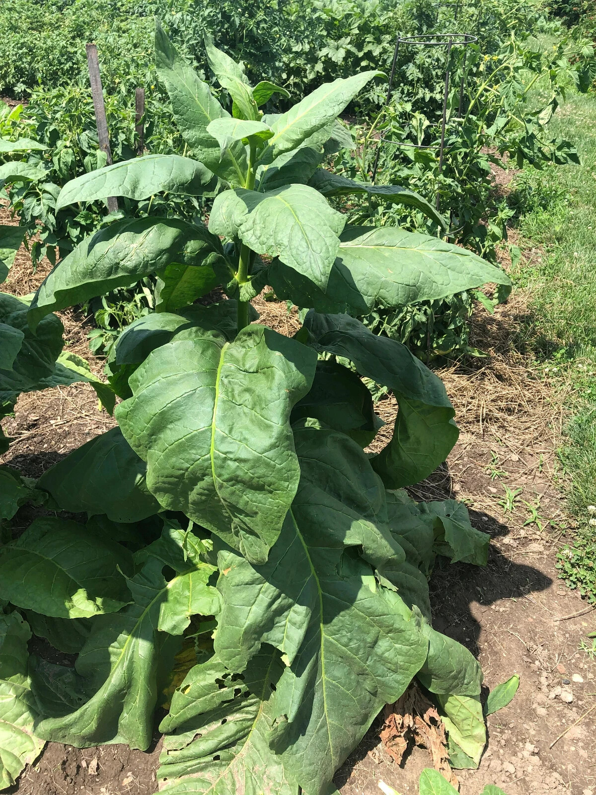 Little Yellow Tobacco Seeds approx. 2K Non-GMO Free Shipping No Tracking Read