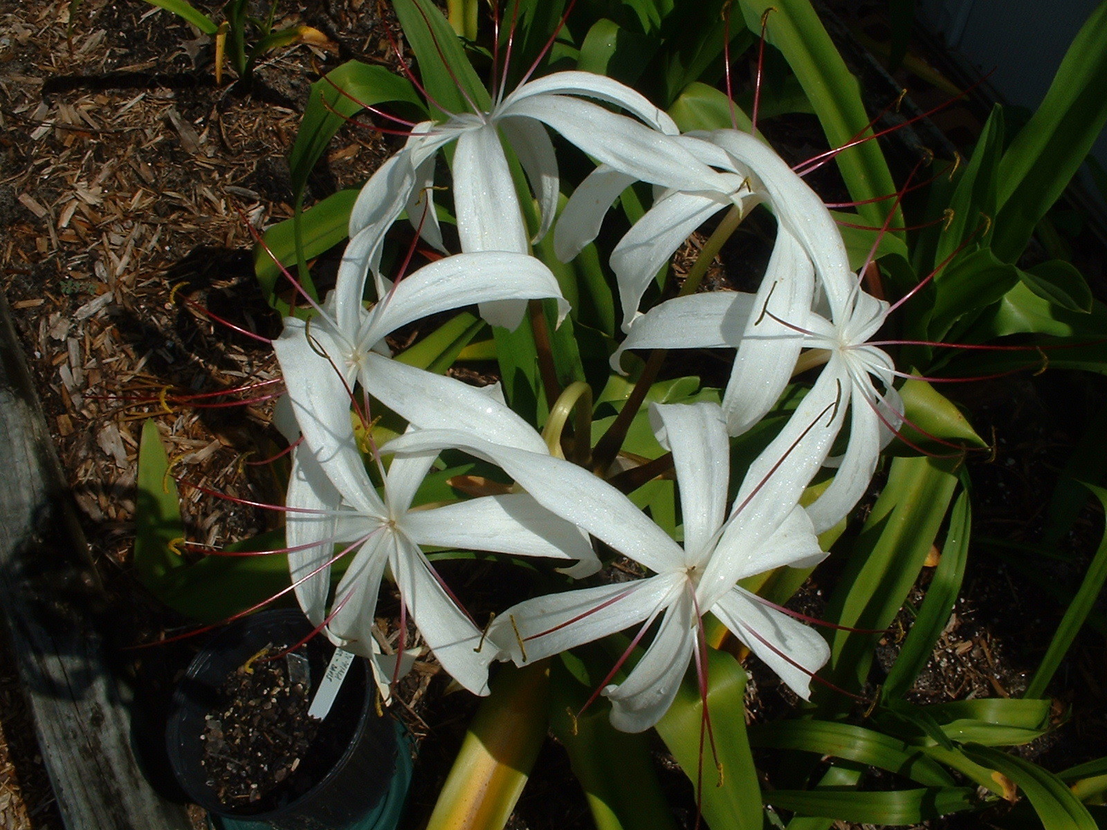 Crinum Lily, Erubescens, medium-size bulb – aquatic