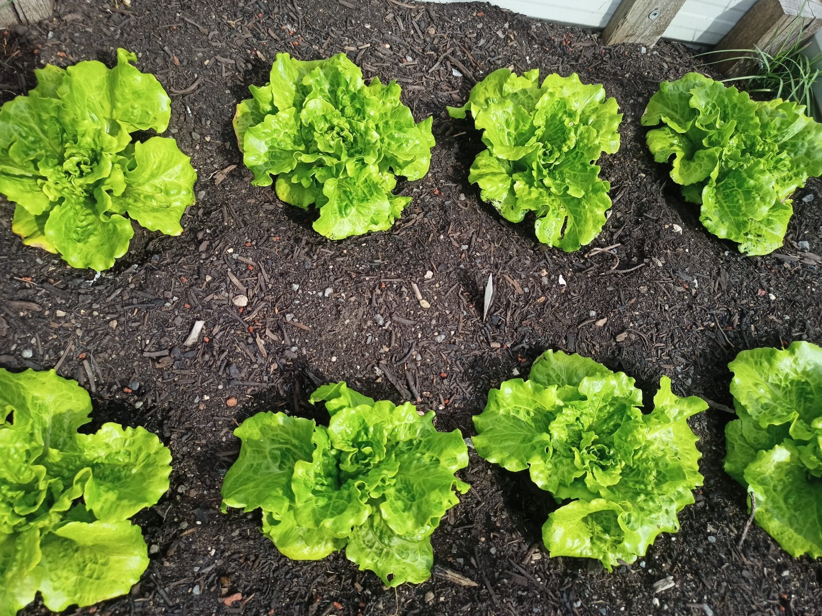 200+ seeds, Lettuce – Nevada, Open pollinated, Heirloom, Non-GMO, Easy to grow