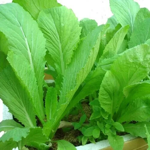 2,000 seeds Vegetable chinese Mustard Green ,Gai Choy seeds,cai be xanh
