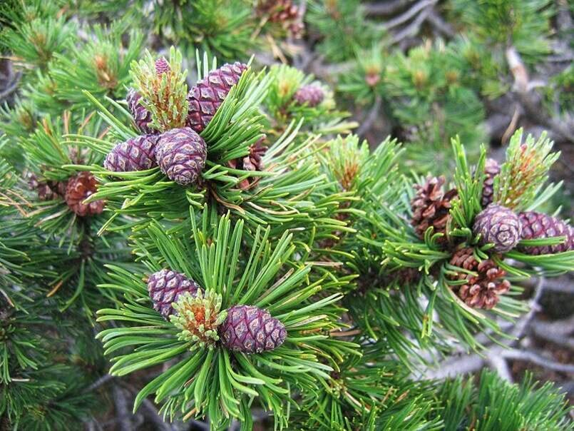 30 Dwarf Mugo Pine Bonsai Tree Seeds – Pinus mugo pumilio