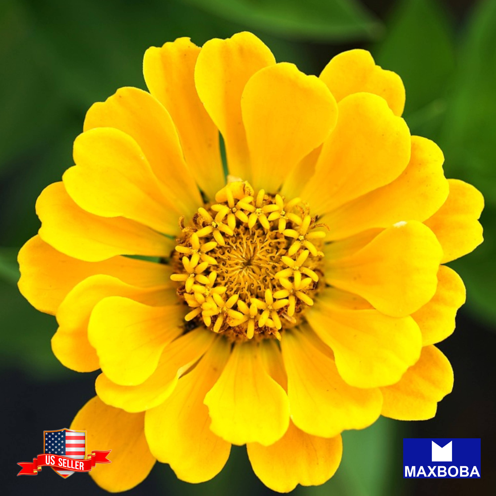 Zinnia Seeds Canary Bird Non-GMO Heirloom