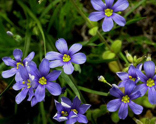 blue-eyed grass, FLOWERING PERENNIAL 100 seeds GroCo USA – BUY ANY 10 SHIPS FREE