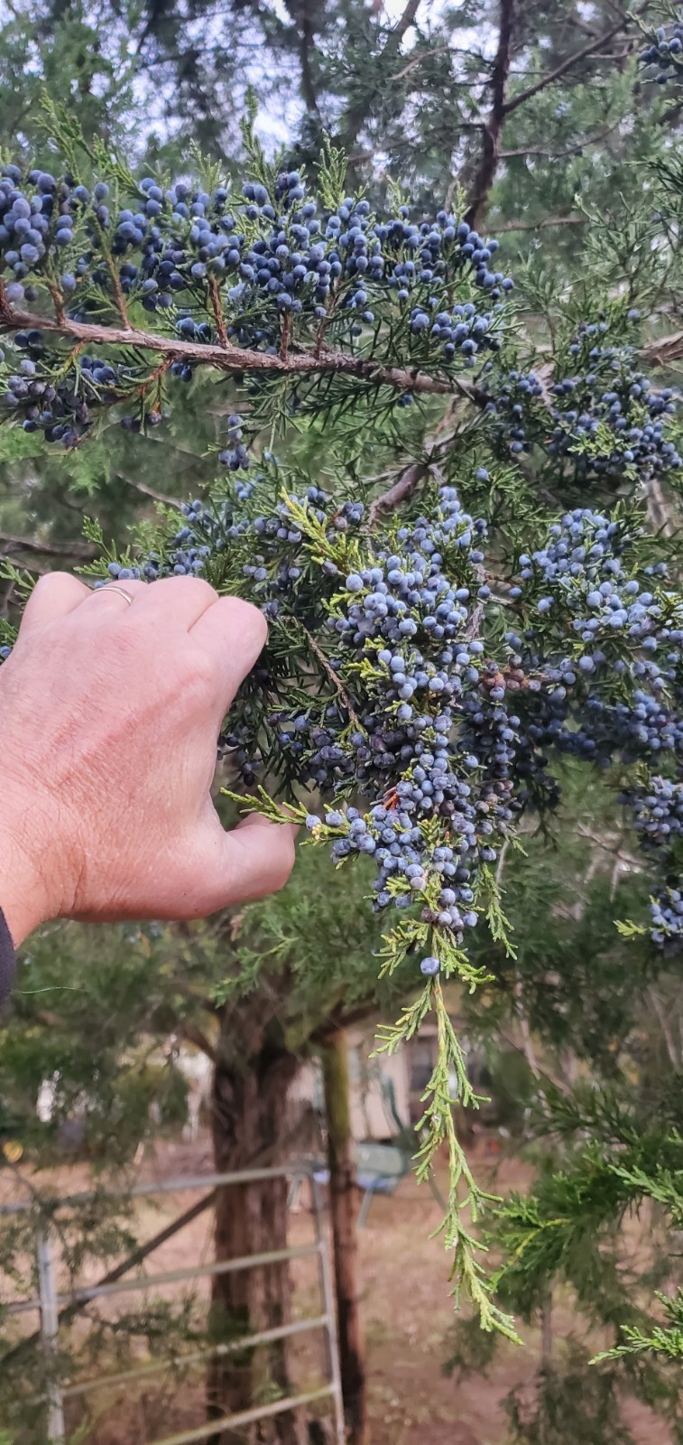 Eastern Red Cedar Seeds (Juniperus virginiana) Berries 1 oz. aprox. 700 berries