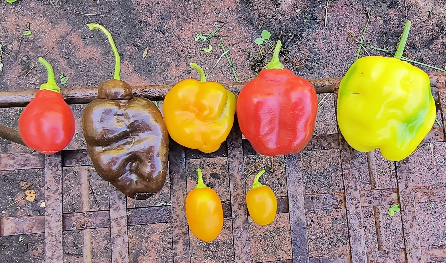 7 varieties Manzano/Rocoto pepper seed 24 seeds+ mixed in packet