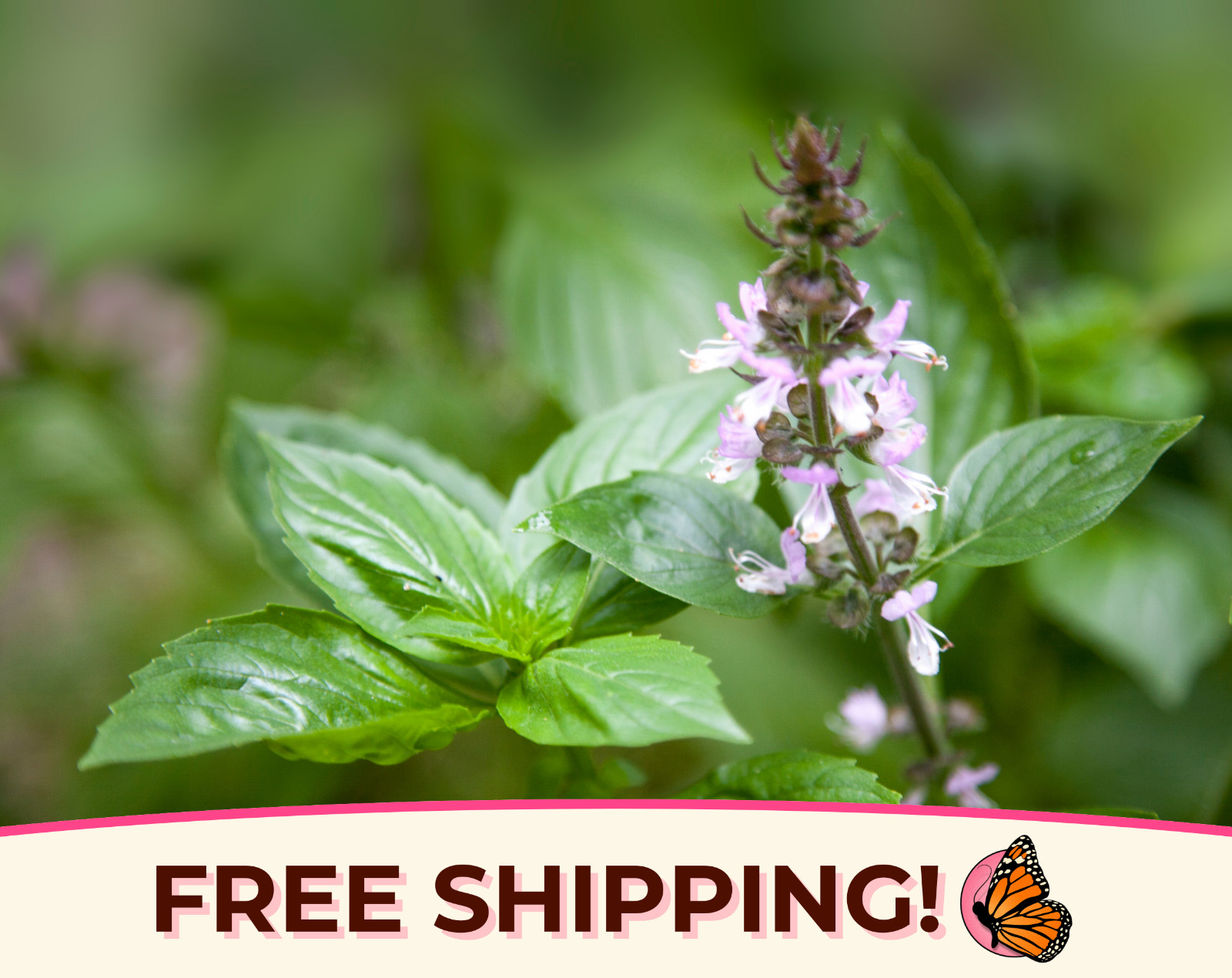 1300+ Cinnamon Basil Seeds | Rare Heirloom Herb Gardening Seed Packet, Non-GMO