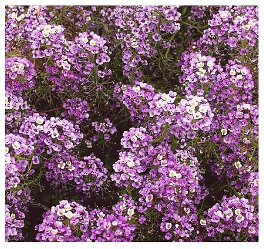 8000 Dwarf Royal Carpet Sweet Alyssum Seeds – Ideal Ground Cover for Gardens
