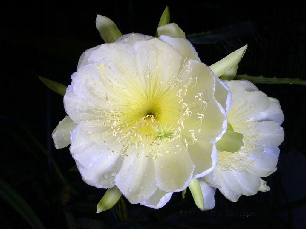 Hylocereus megalanthus | Yellow Dragon Fruit |Pitaya|Pitahaya Amarilla| 20_Seeds