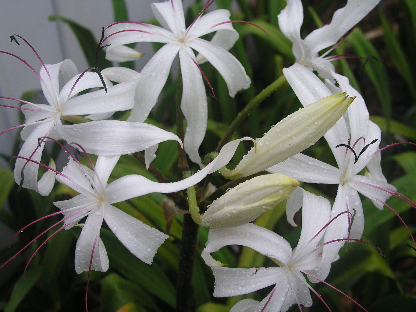 Crinum Lily, Erubescens, medium-size bulb – aquatic