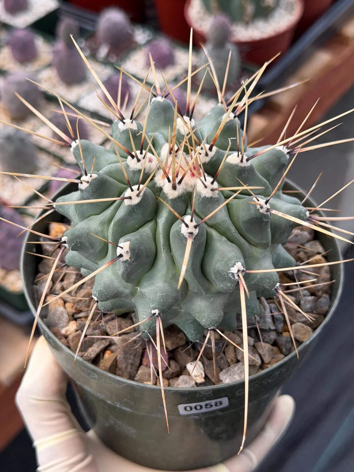 Thelocactus Rinconensis | Seed‑Grown Rare Cactus | Live Plant