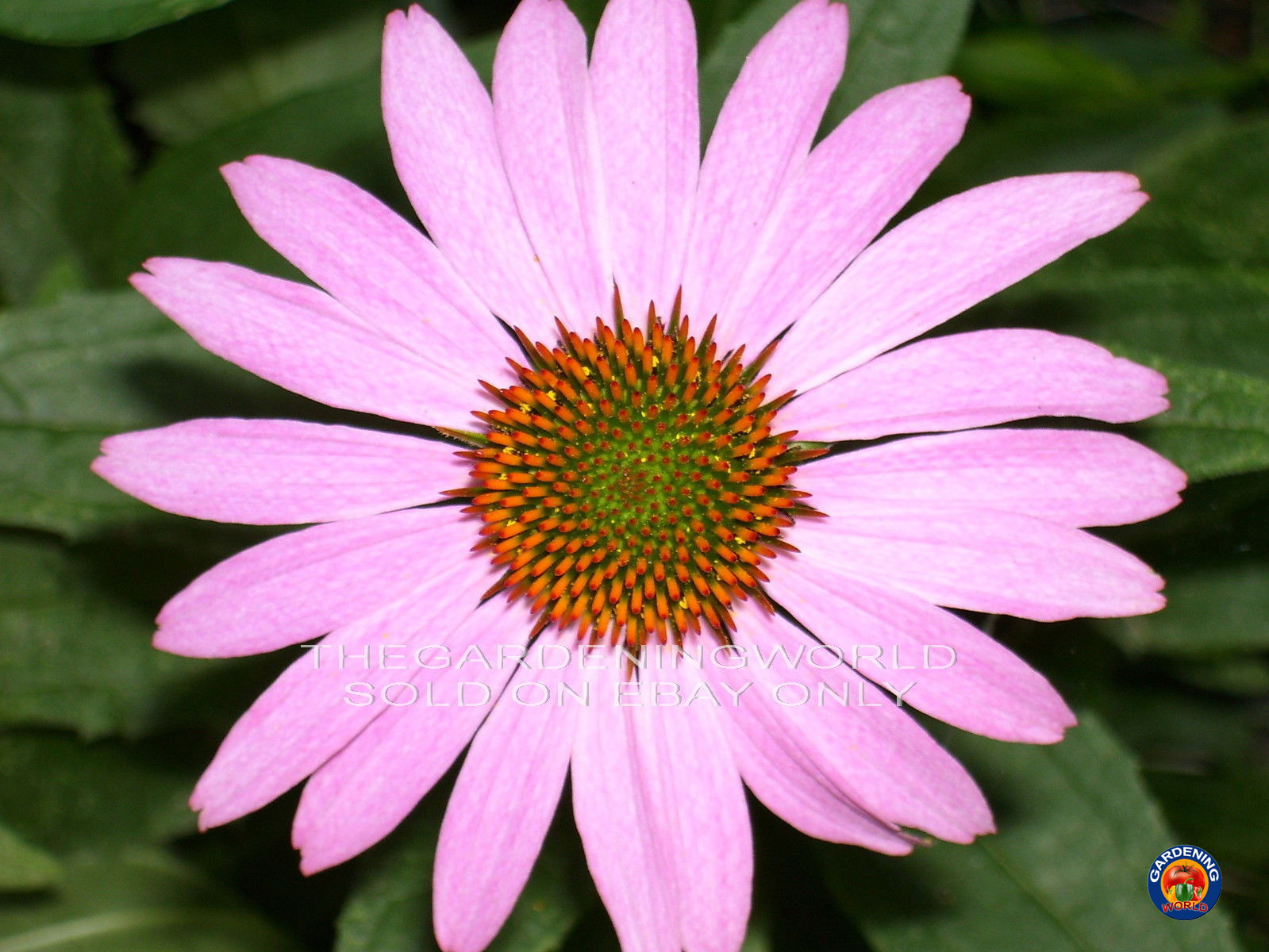 500 Echinacea Purple Coneflower Seeds Purpurea Medicinal Herb