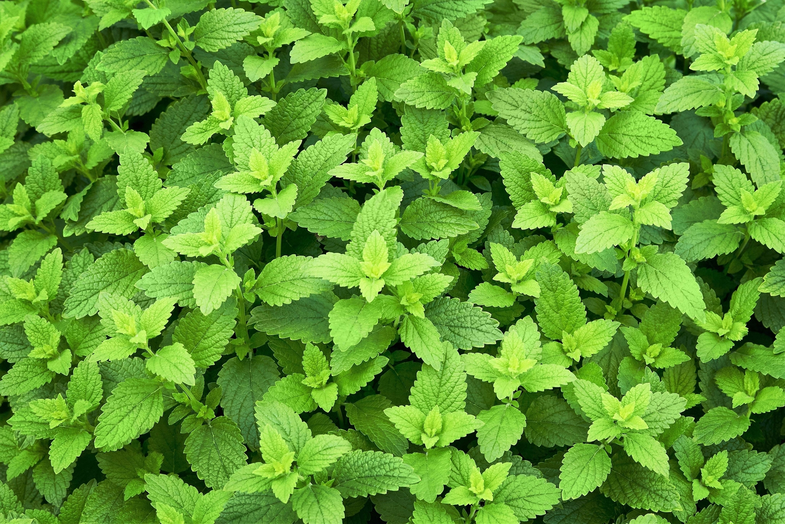 1500 LEMON BALM Lemonbalm Fragrant Herb / Flower Seeds *Flat S/H