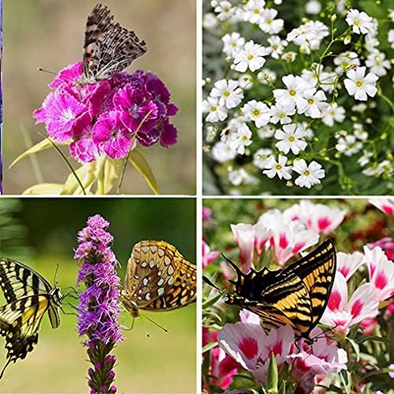 Perennial Wildflower Seeds Package with 25 Different Varieties 100,000 Seeds, Hu