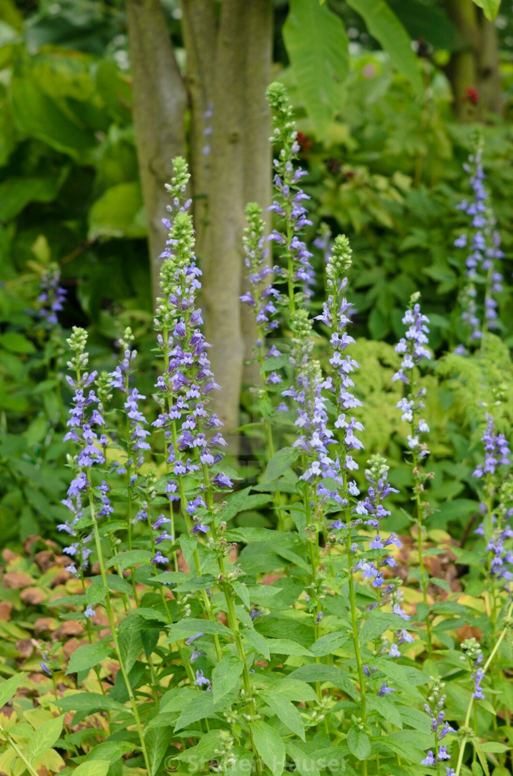 301+GREAT BLUE LOBELIA Seeds Native Wildflower Poor Soils Shade Garden Heat Cold