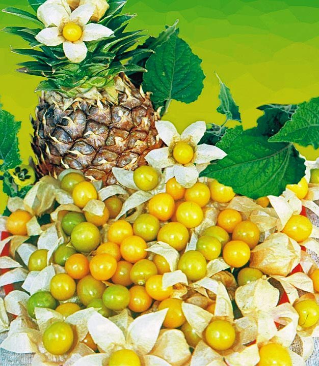 10 Seeds Cossack Pineapple Ground Cherry ORGANIC Cape gooseberry Husk Tomatillo