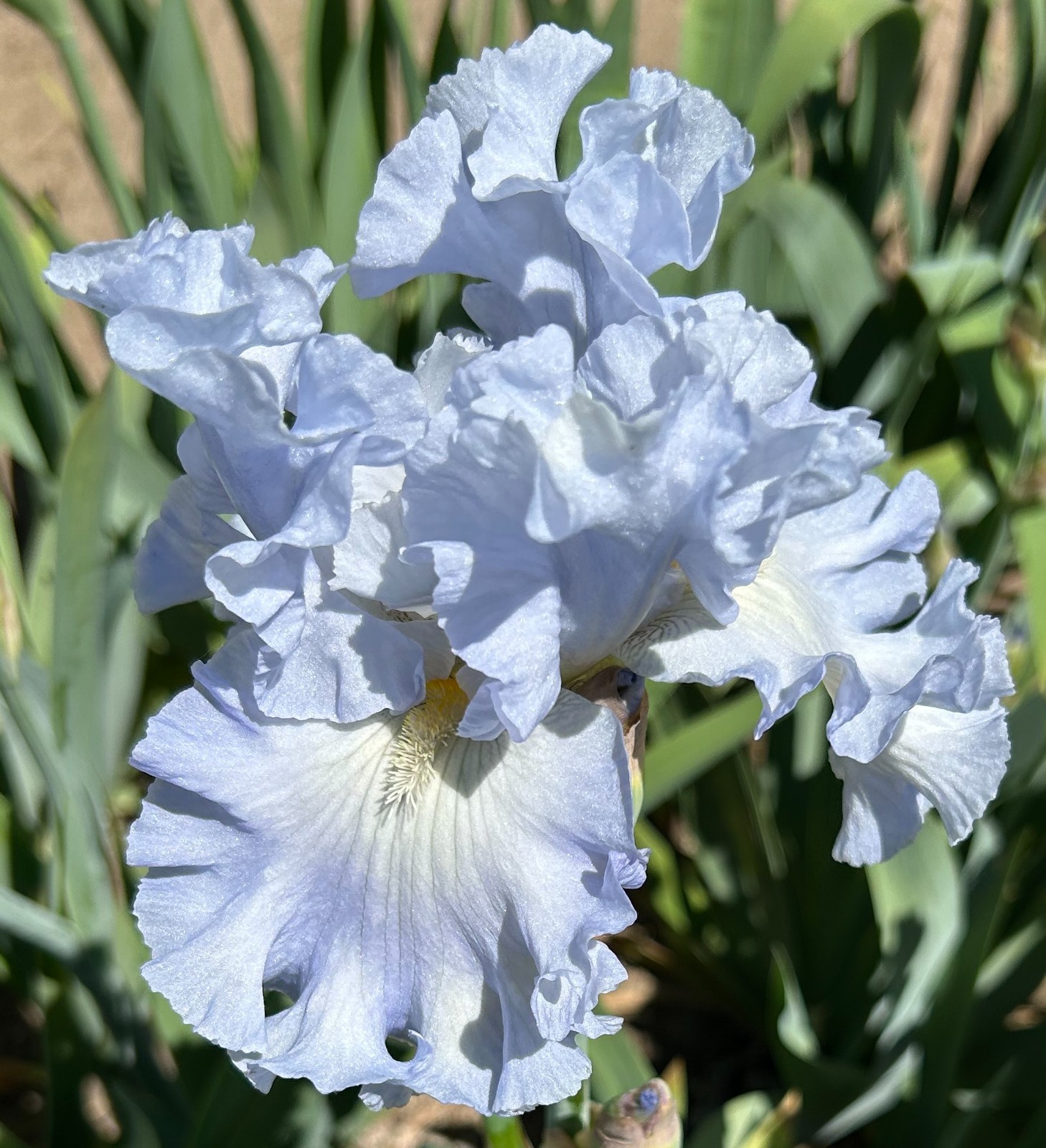 ‘Absolute Treasure’ iris rhizome + gift, combined shipping $1 each additional