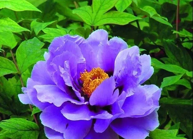 10pc PEONY SEEDS Garden Plant Flower blossom exotic USA seller FREE shipping