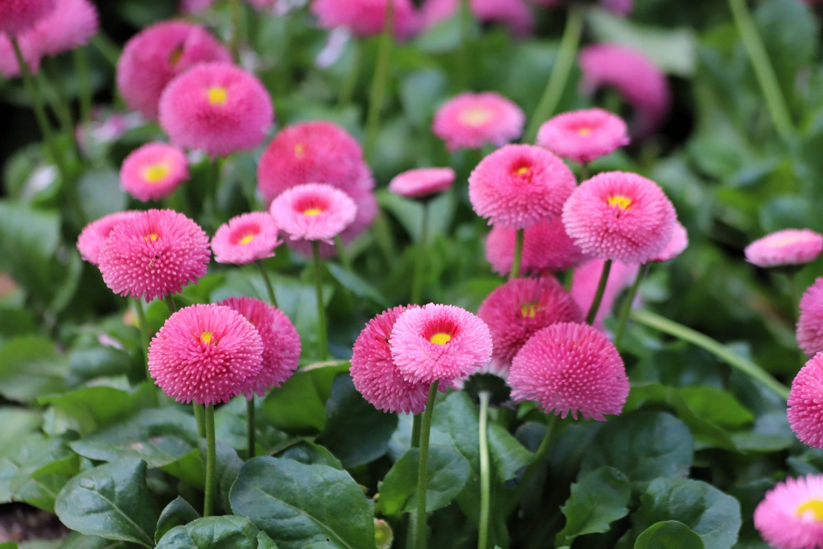 100 PINK ENGLISH DAISY Bellis Perennis Flower Seeds *Flat S/H
