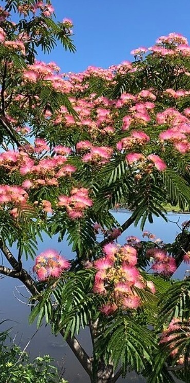 Mimosa Tree Seeds (Albizia julibrissin) Persian Pink Silk Flower Plant Bonsai