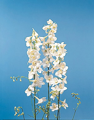 Delphinium belladonna Casablanca 250 seeds