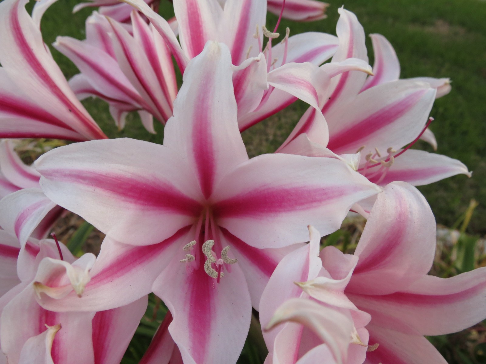 Crinum Lily, Herbertii ‘Toast of Texas’, medium-size bulb, NEW, nice