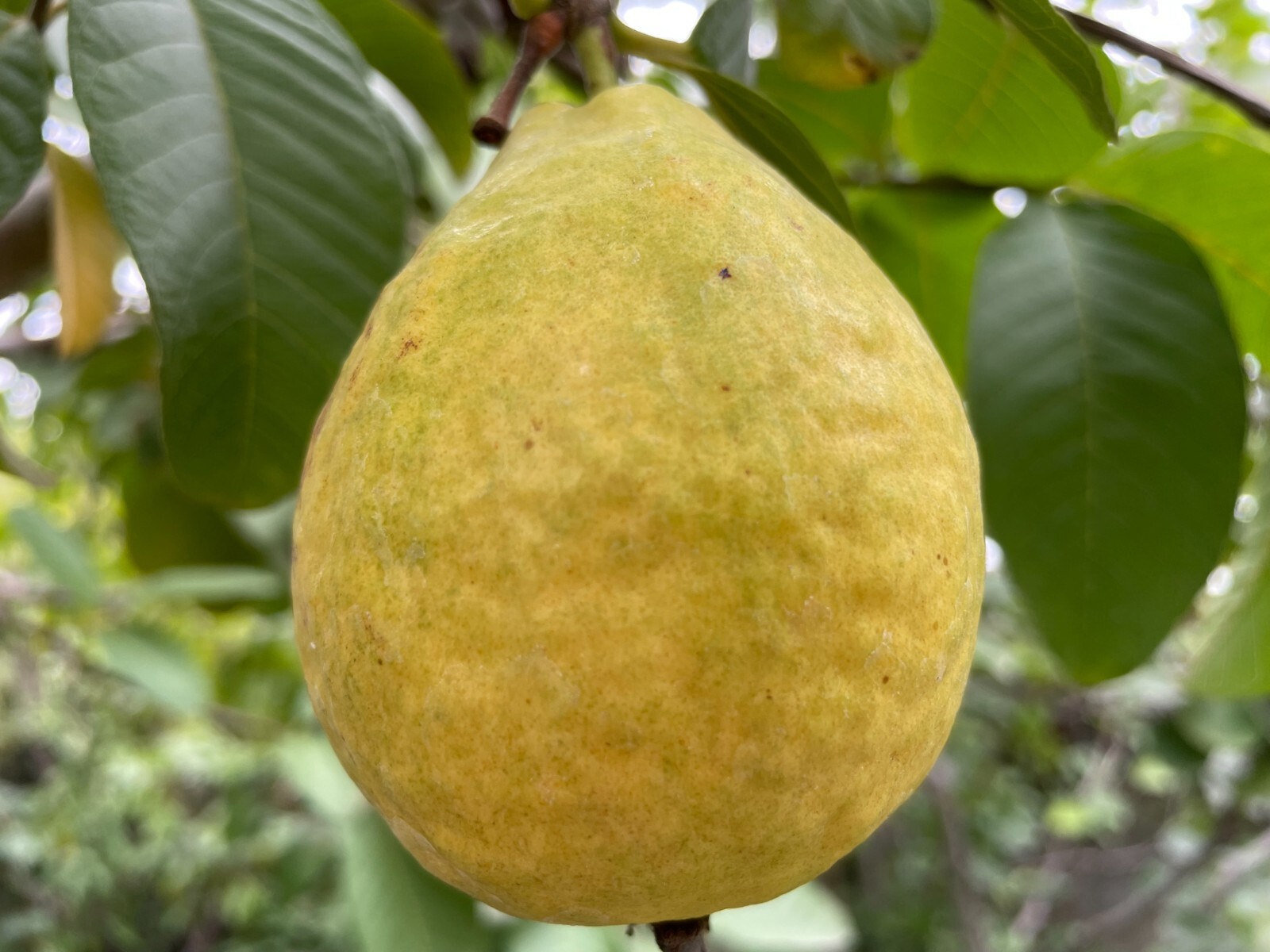 1 Air-layer Sweet Ruby Supreme Fruit Guava Starter Tree, Psidium guajava Tree