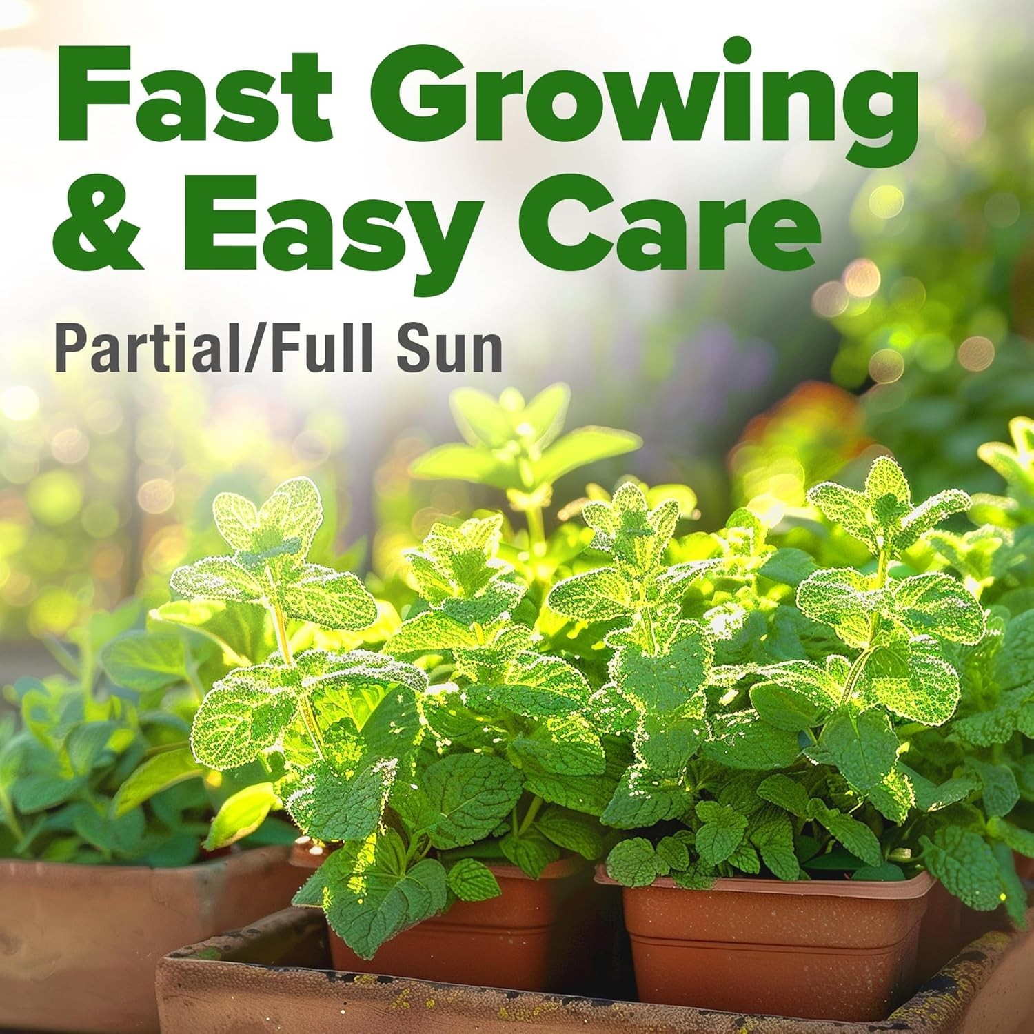 Bulk Non-GMO Heirloom Mint Seeds – 1,800 Indoor/Outdoor Herb Seeds for Garde…