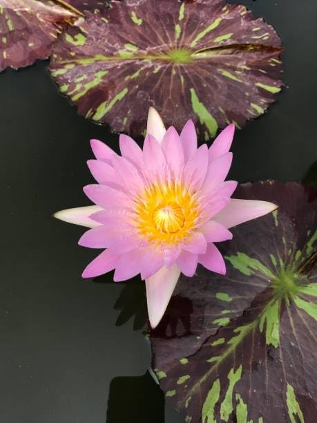 160+ Bowl Lotus Seeds for Planting – Water Lily Seeds, Non-GMO Aquatic Plant,…