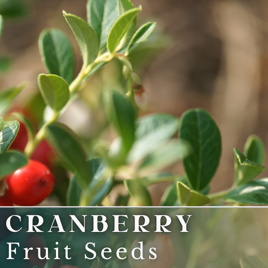100 Cranberry Seeds (Vaccinium) USA Seller Fruit Seeds Berry Seeds GMO free