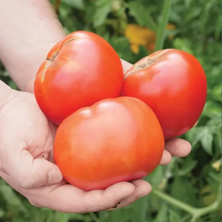 30 Seeds Park’s Whopper Tomato Hybrid Vegetable Garden Planting Tomatoe USA