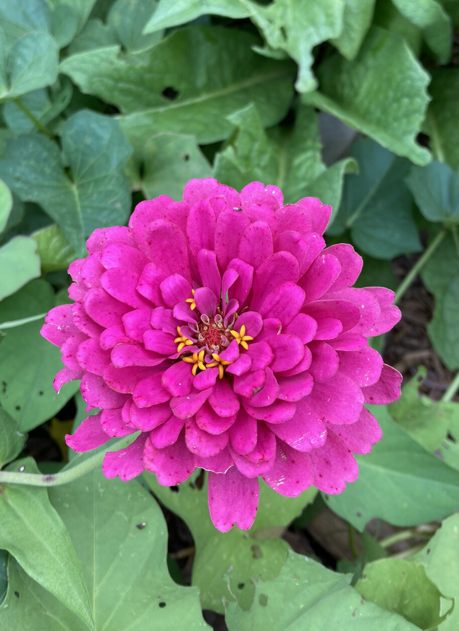 Purple Prince Zinnia 50 Seeds Pollinators Free Gift Seeds w/Every Garden Order!