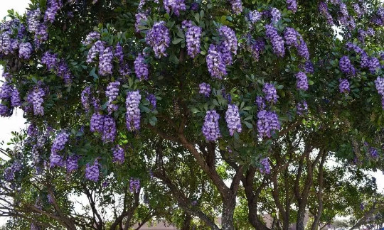 Sophora Secundiflora aka Texas Mountain Laurel, 10 Seeds USPS Ground Shipping!