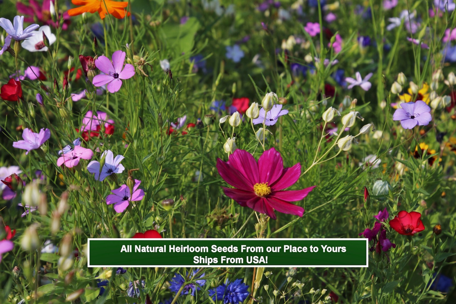 Serendipity’s Heirloom Garden Wildflower Mix -Color! 250 Seeds Starter Pack