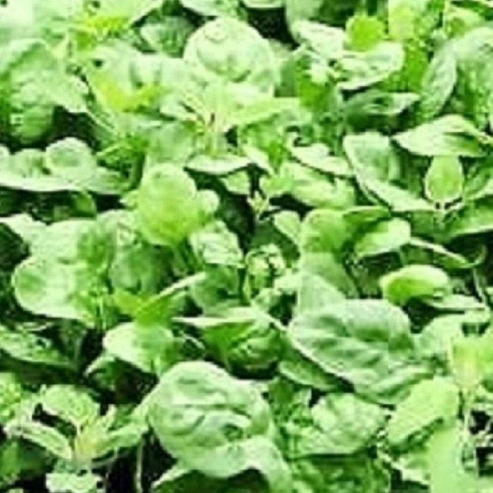 Giant Noble Spinach Seeds | NON-GMO | Heirloom | Fresh Garden Seeds