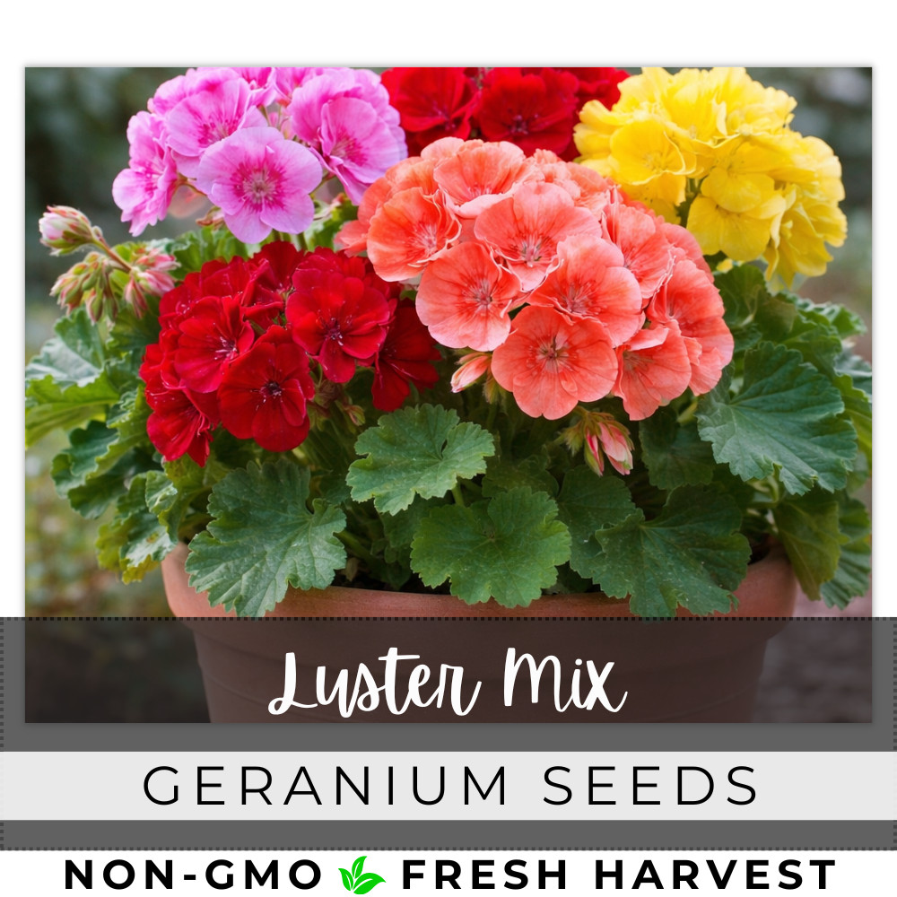 100+ Geranium Seeds -Luster Mix- Fragrant – Fresh Flower Seeds Non GMO
