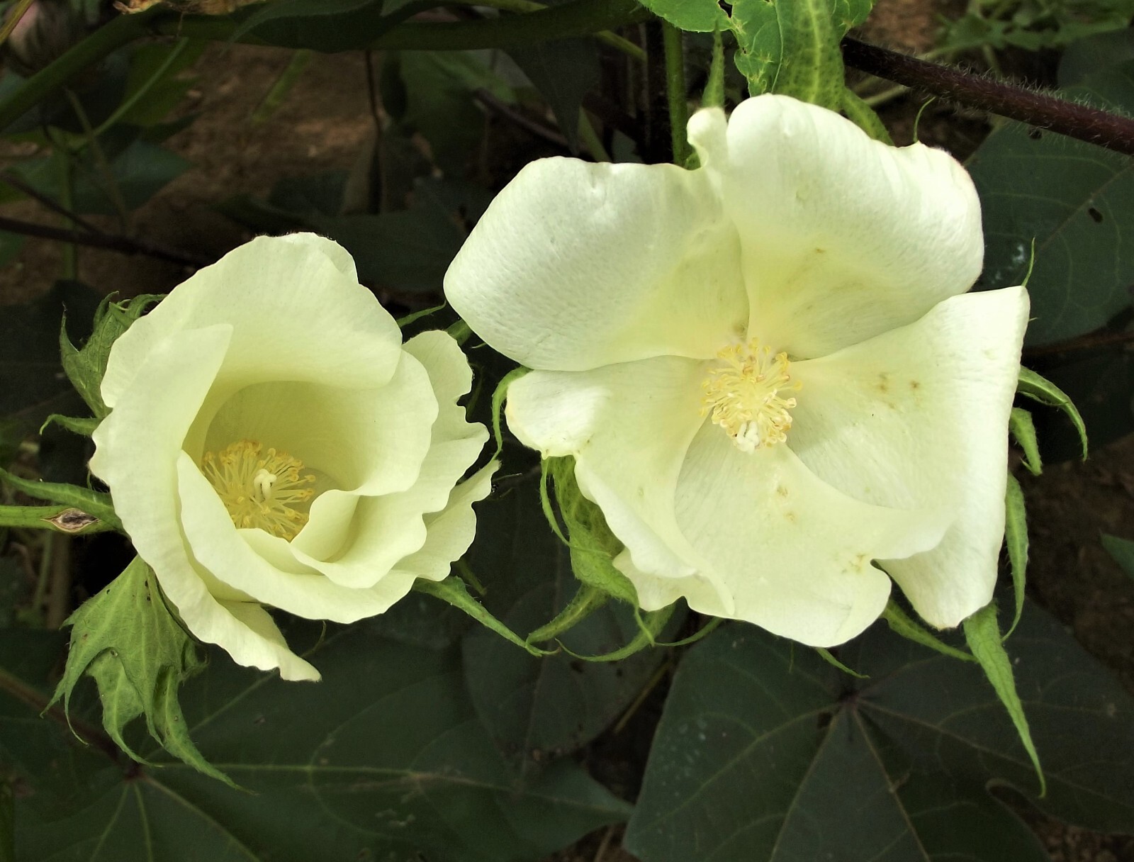 White Cotton Seed Pink Blooms 30 seeds Heirloom Ornamental Benefits St. Jude