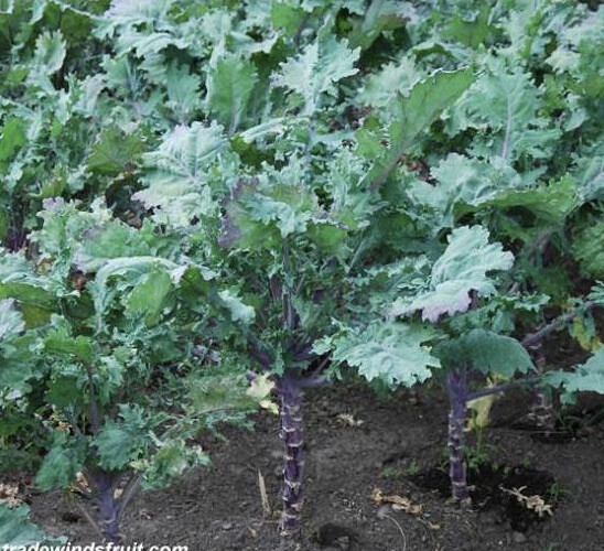 Fresh Red Russian Kale Heirloom Seeds Garden Planting Non-GMO