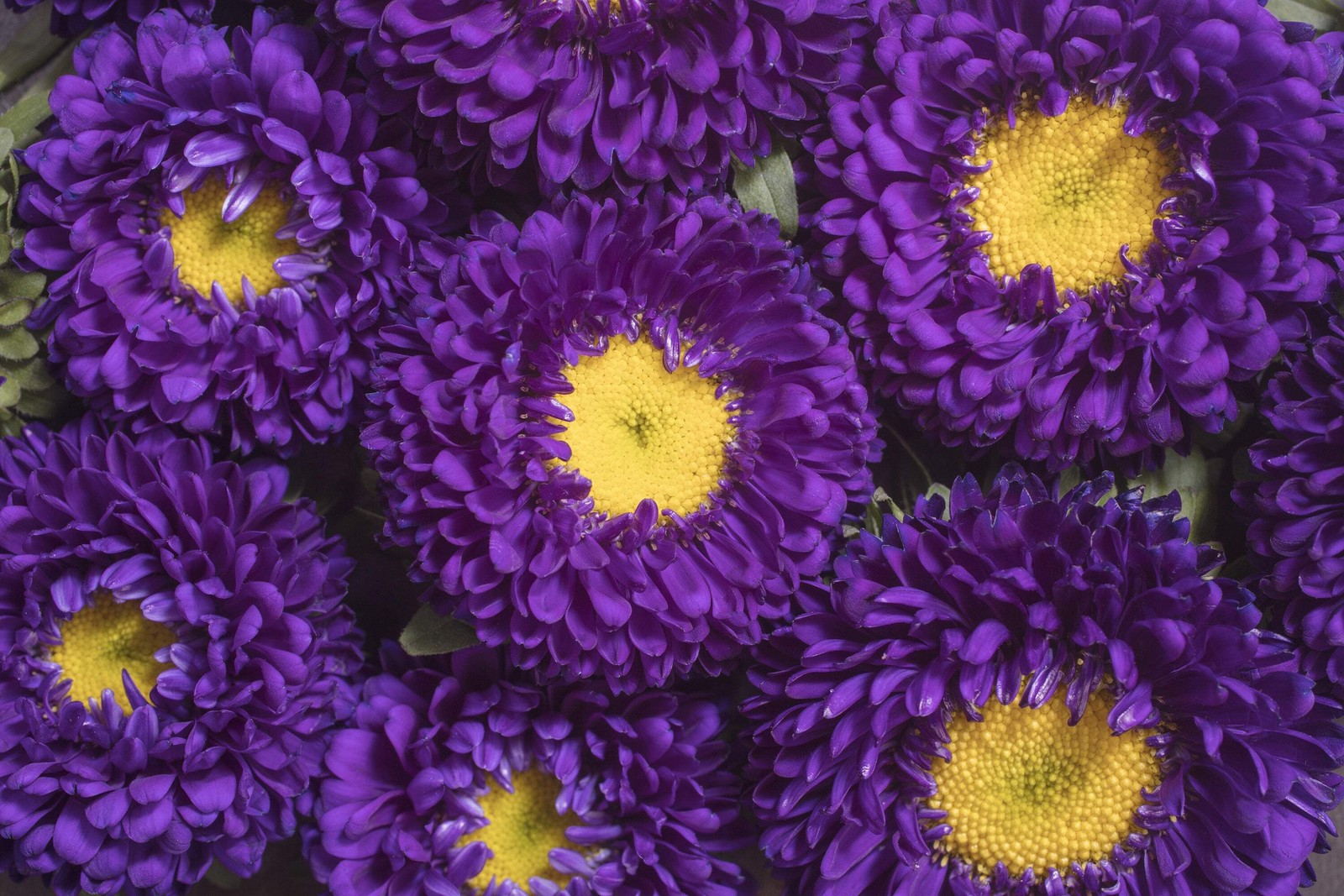 1000 POWDER PUFF ASTER MIX Callistephus Chinensis Flower Seeds *Flat S/H