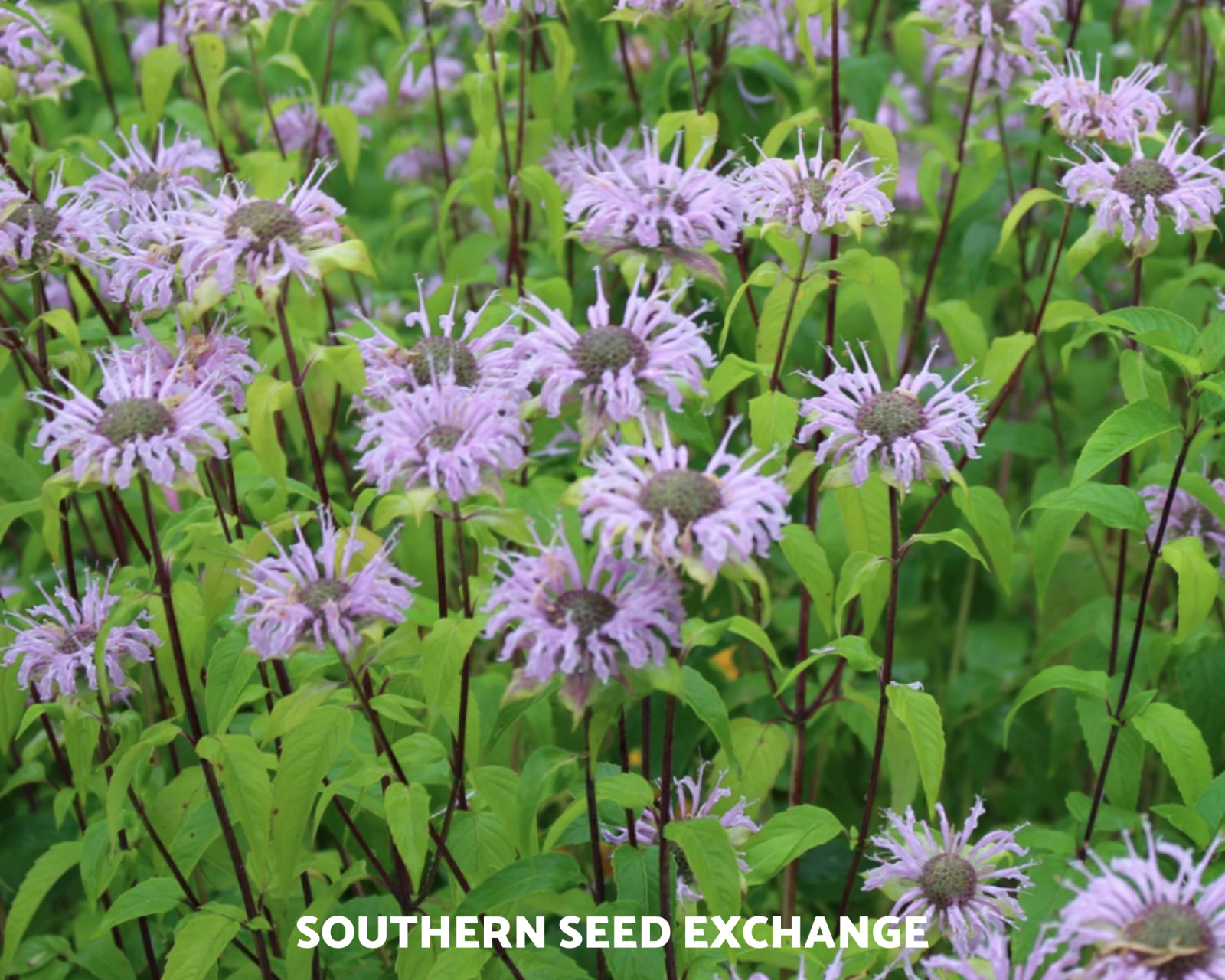Bee Balm, Wild Bergamot – Mintleaf (Monarda Fistulosa) – GMO Free – 100+ seeds