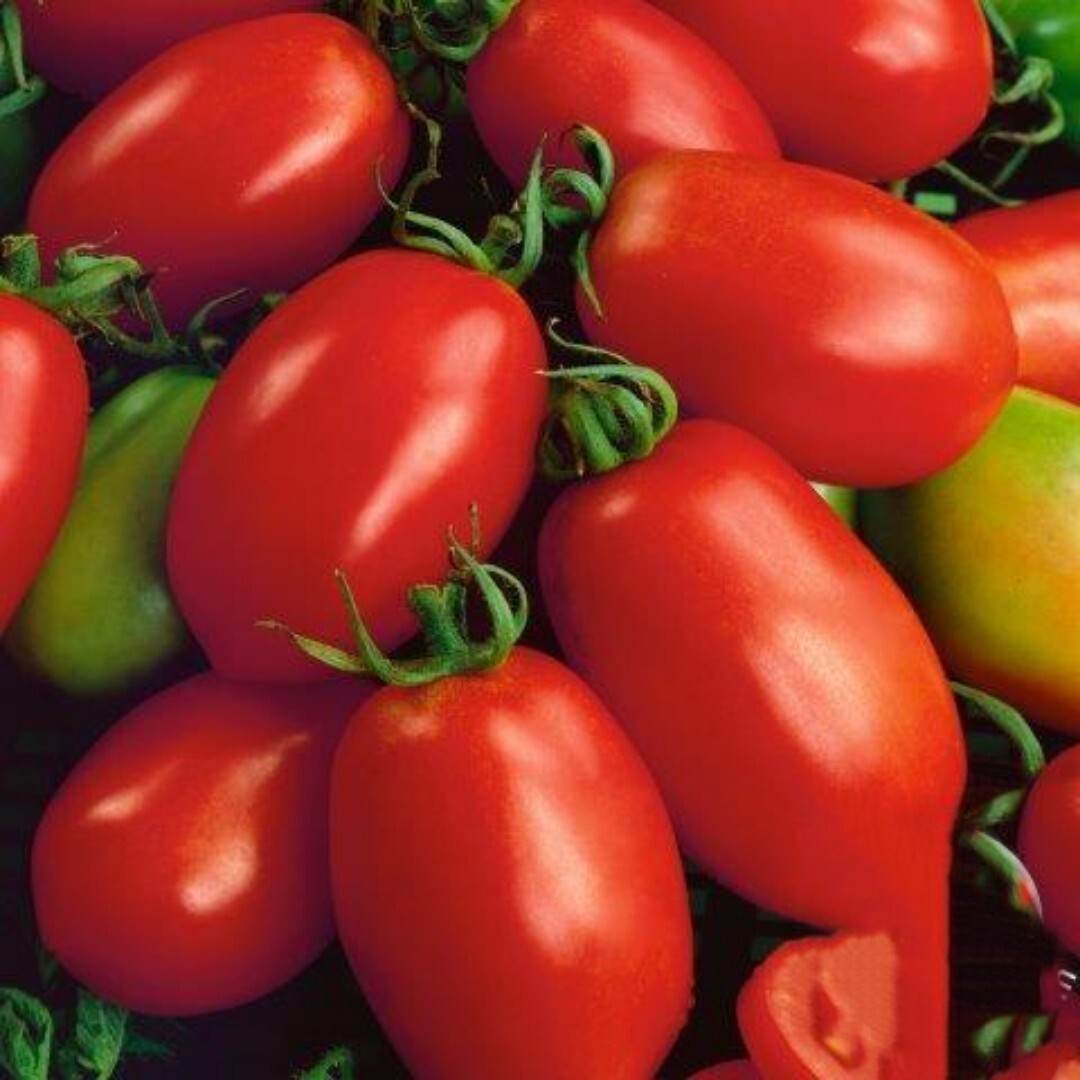 Napoli Tomato Seeds | NON-GMO | 50+ Seeds| sauce, soups or paste| Italian paste