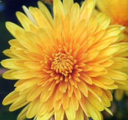 500 YELLOW CHRYSANTHEMUM Morifolium Flower Seeds *Comb S/H