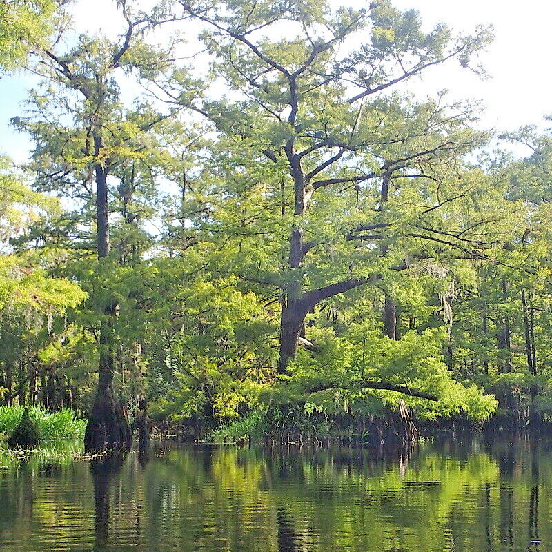 20 Bald Cypress, Taxodium distichum, Tree Seeds (2023 Harvest)