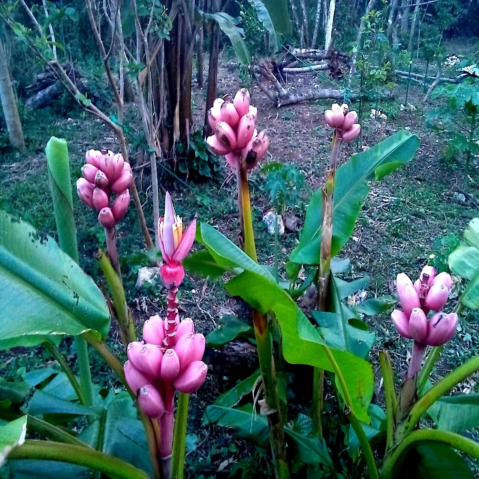 Banana Tree Seed Mix – Dwarf Pink Musa velutina & Dwarf Acuminata Tropical Fruit