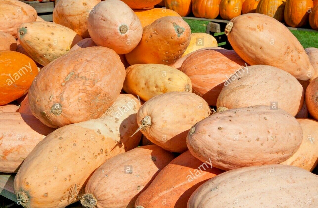 PINK JUMBO BANANA HEIRLOOM SQUASH 20 SEEDS Up to 70 POUND GIANT WINTER SQUASH!!