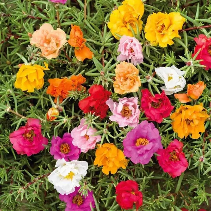 20,000+ Moss Rose Seeds (Portulaca Grandiflora) – Mixed Color Perennial Ground C